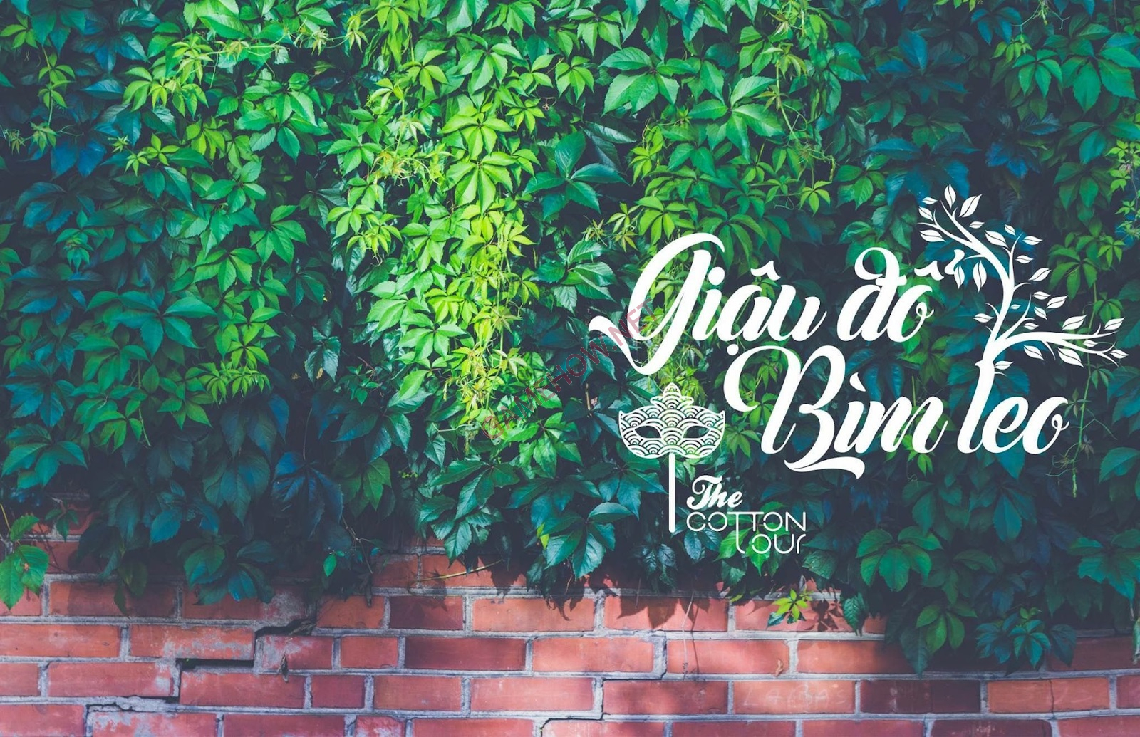 giau do bim leo 2 jpg