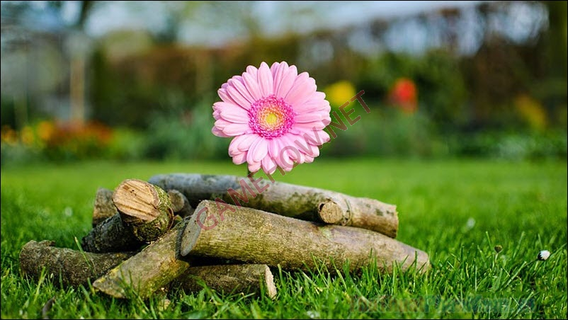 giau do bim leo 3 jpg