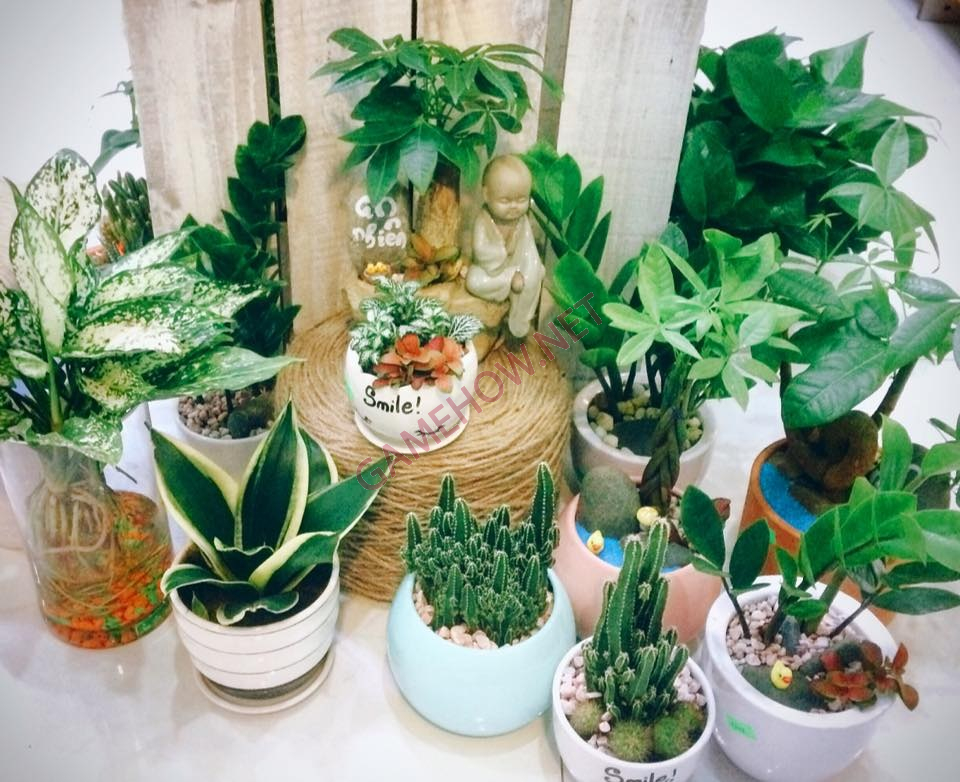 giai thich mua may ban dat 4 jpg