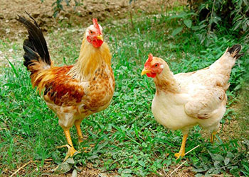 Con gà cục tác lá chanh: Ý nghĩa đằng sau lời đồng dao này