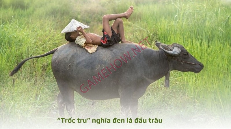 troc tru la gi 2 jpg