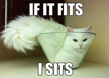 Meme mèo, tổng hợp ảnh meme mèo cute, hài hước nhất