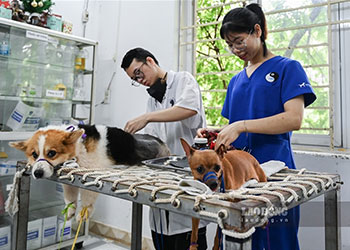 Top 10 phòng khám thú ý gần đây uy tín chất lượng tại Hà Nội