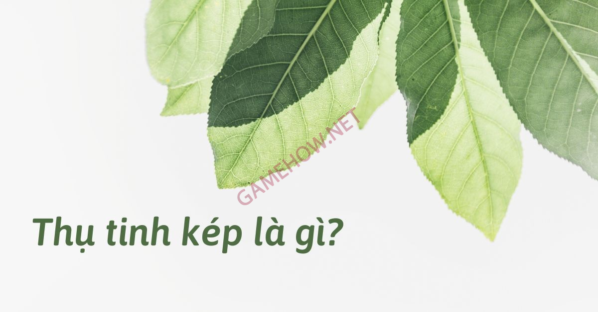 thu tinh kep la gi 1 jpg