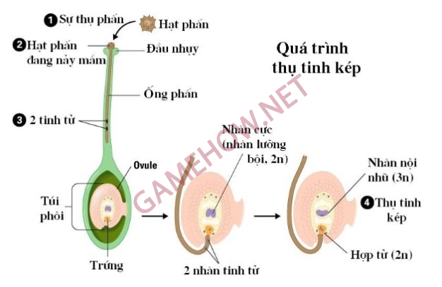 thu tinh kep la gi 2 jpg