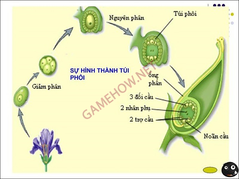 thu tinh kep la gi 3 jpg