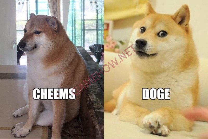 meme cheems 14 jpg