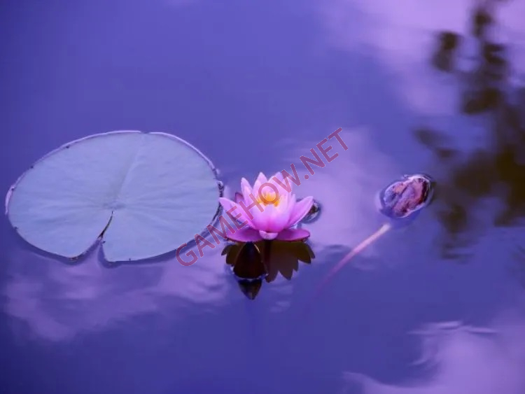 an nhien la gi 5 jpg