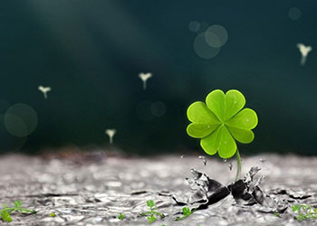 Cỏ 4 lá là gì? Biểu tượng may mắn cỏ 4 la có ý nghĩa gì?