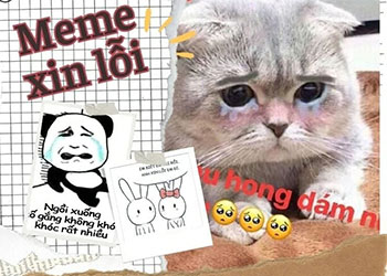 Meme xin lỗi hot trend 2026 thỏa sức sáng tạo và gửi cảm xúc