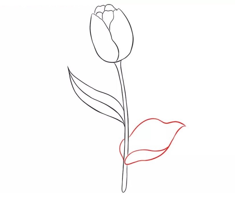 tranh ve hoa tulip 10 jpg
