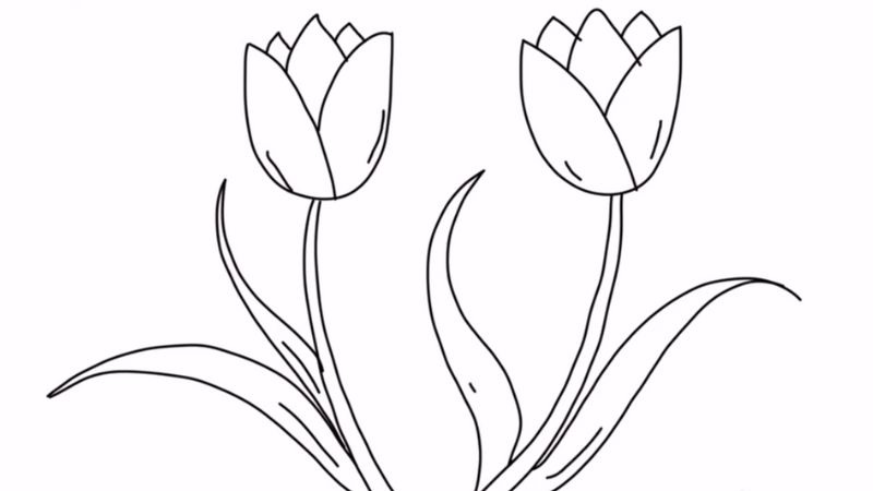 tranh ve hoa tulip 13 jpg