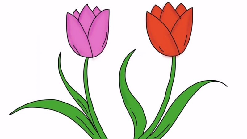 tranh ve hoa tulip 7 jpg