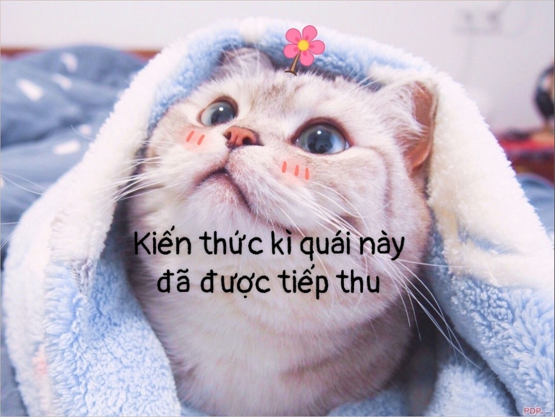 meme kien thuc ki quai nay da duoc tiep thu 2 1  jpg