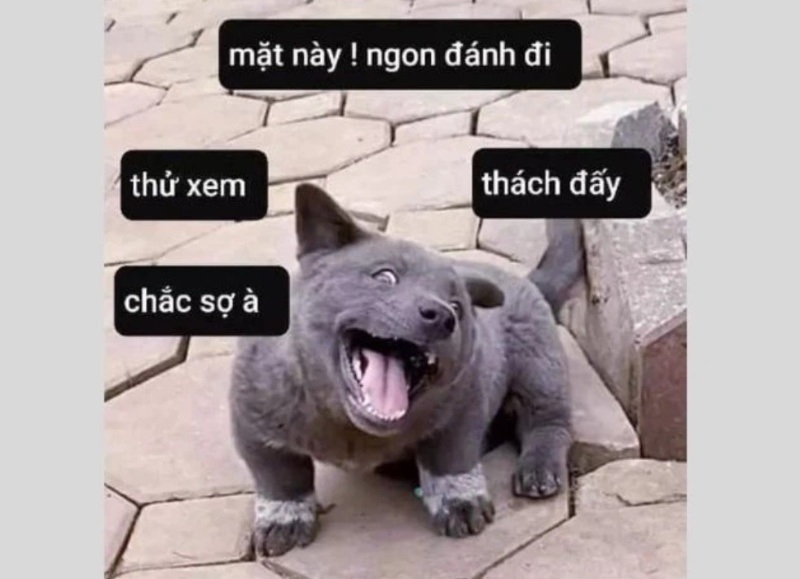 meme cho 10 jpg