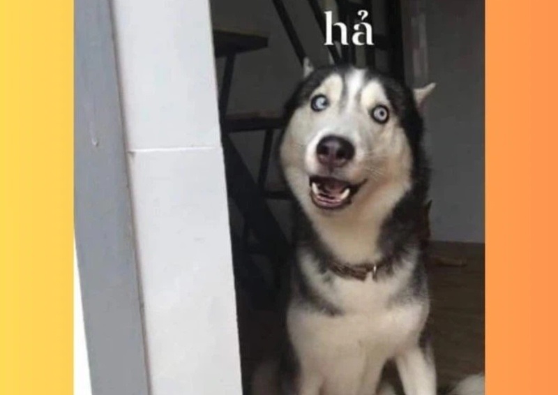 meme cho 16 jpg
