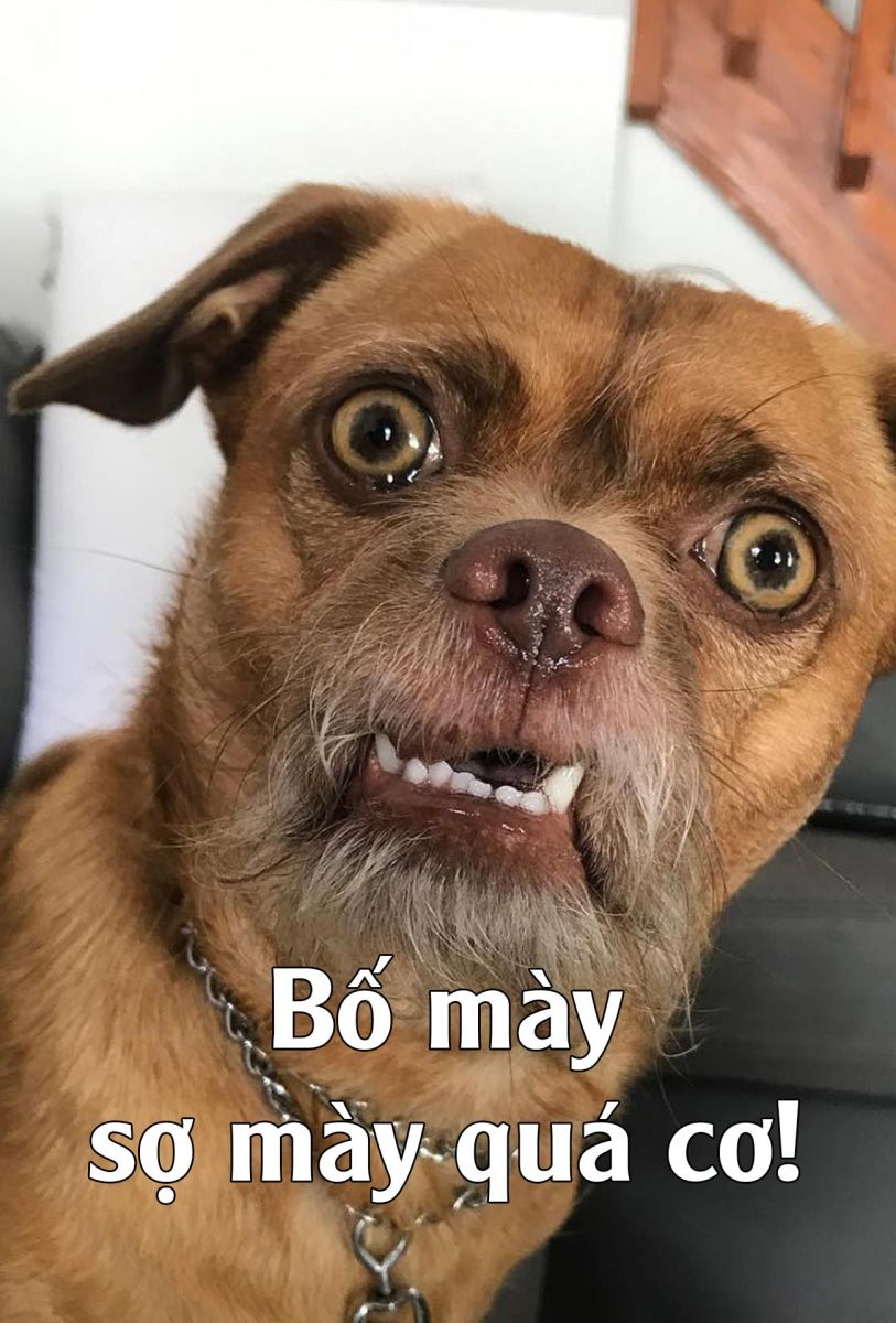 meme cho 19 jpg