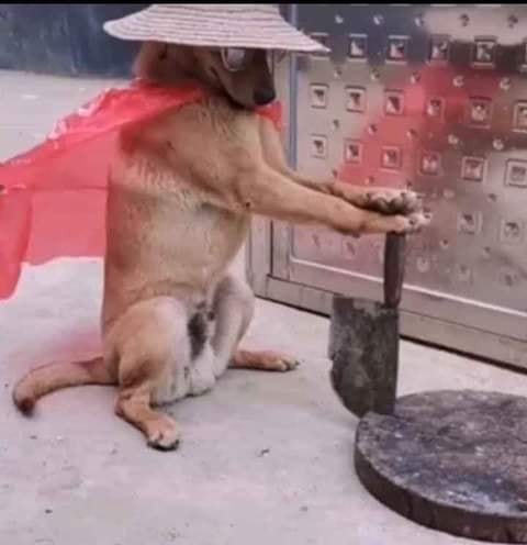 meme cho 22 jpg