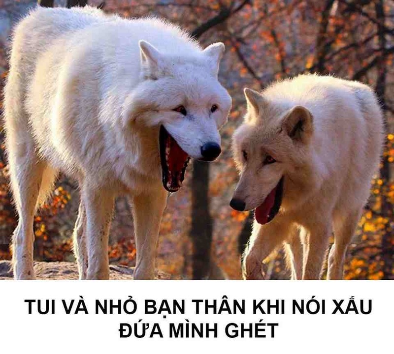 meme cho 4 jpg