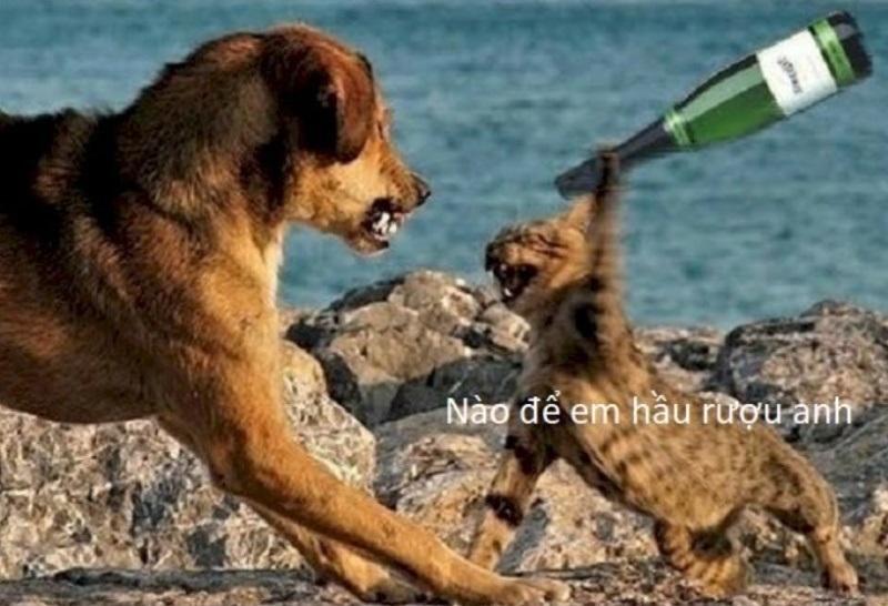 meme cho 8 jpg