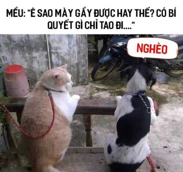 meme hai 16 jpg