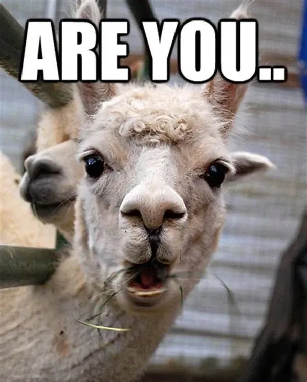 meme ngac nhien 14 jpg