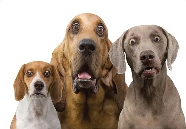 meme ngac nhien 15 jpg