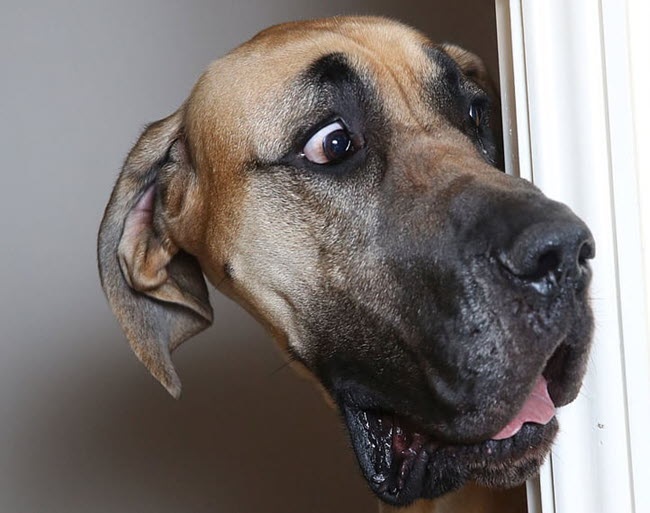 meme ngac nhien 5 jpg