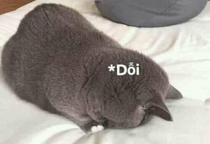 meme doi 8 jpg