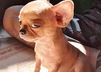 Top 29+ meme dog ngáo, bựa hài hước được yêu thích nhất