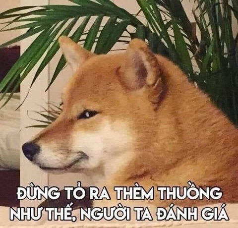 meme cho shiba 10 jpg