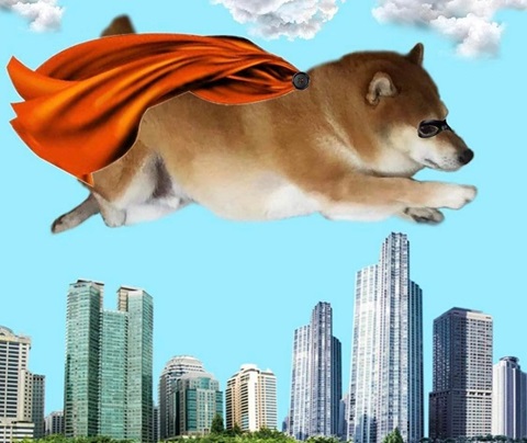 meme cho shiba 12 jpg