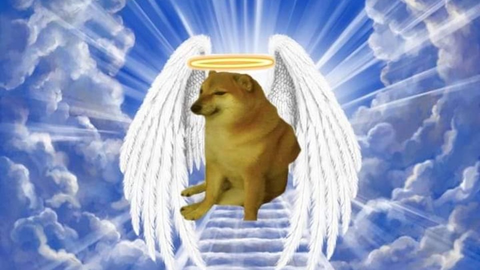 meme cho shiba 19 jpg