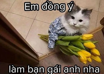 Top 35+ meme tặng hoa cute, hài hước lãng mạn nhất