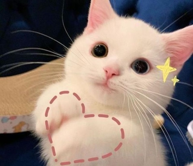 meme cute 16 jpg