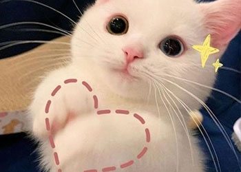 Khám phá top 60+ meme cute đẹp đáng yêu vô tri nhất 2025