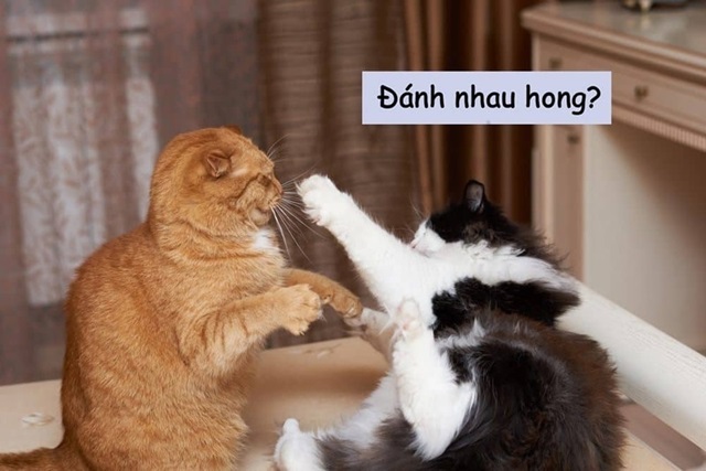 meme danh 20 jpg