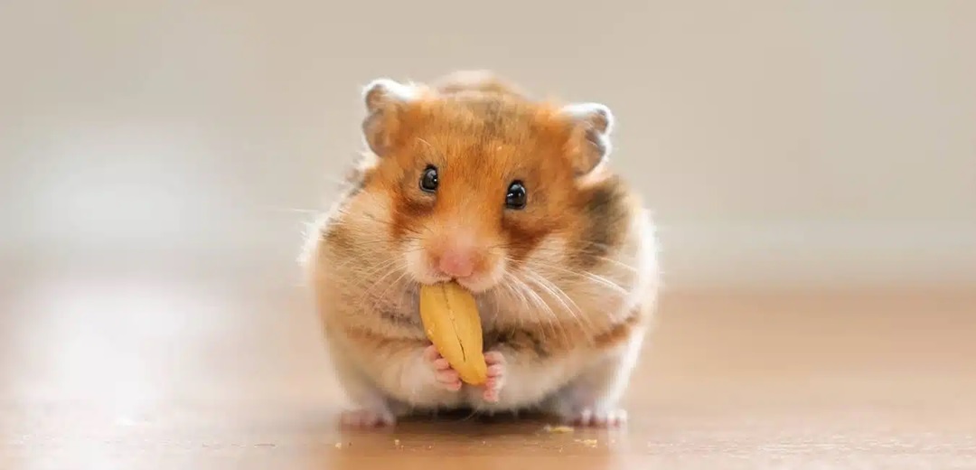 hamster meme 1 jpg