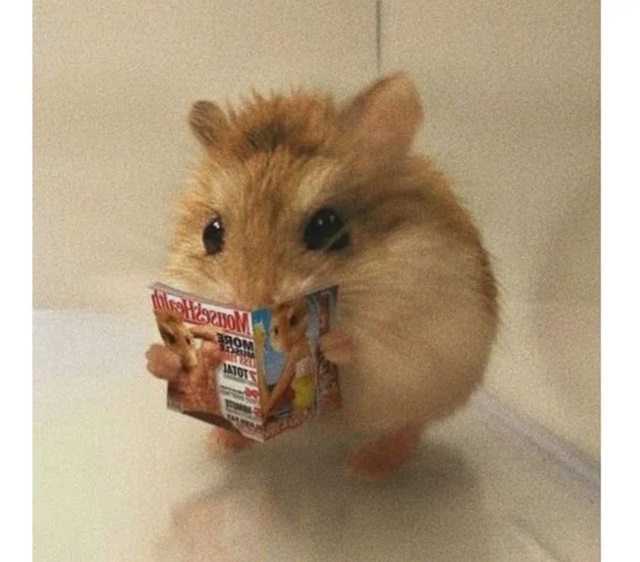 hamster meme 12 jpg