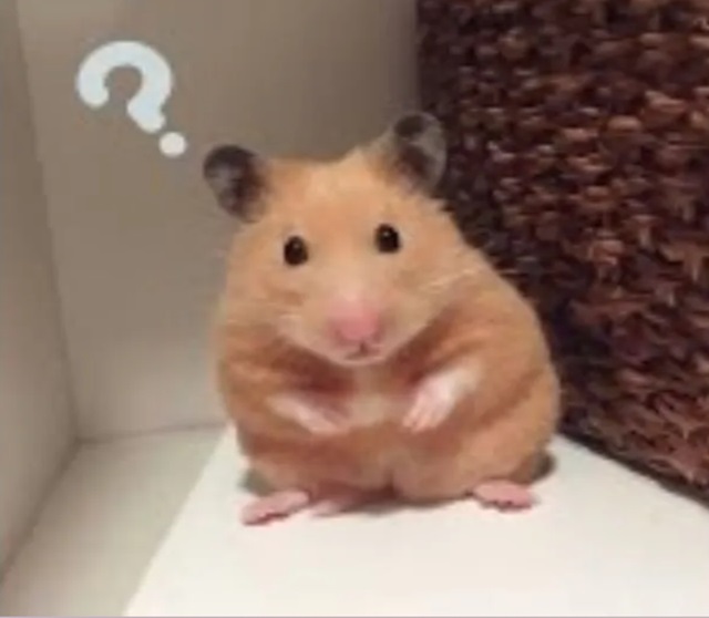 hamster meme 13 jpg