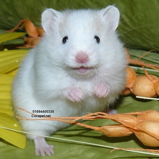 hamster meme 15 jpg
