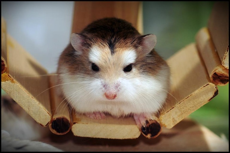 hamster meme 17 jpg