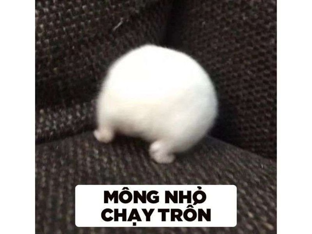 hamster meme 18 jpg