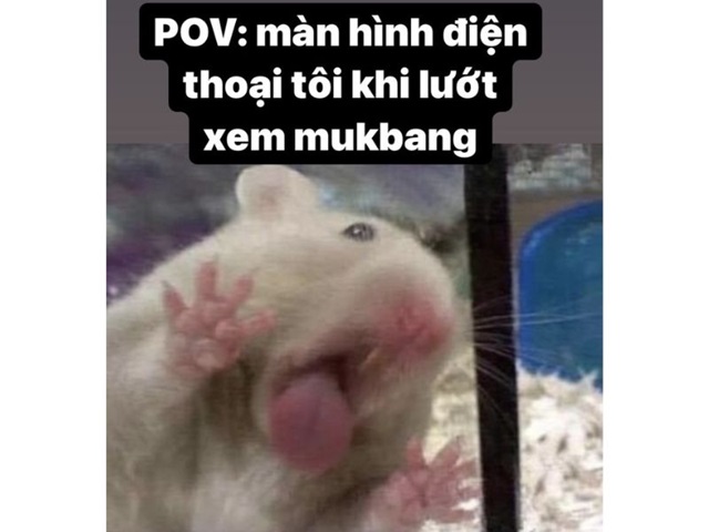 hamster meme 19 jpg