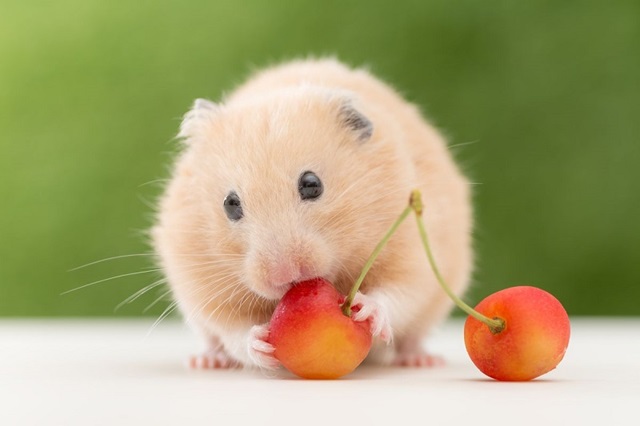 hamster meme 2 jpg