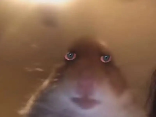hamster meme 21 jpg