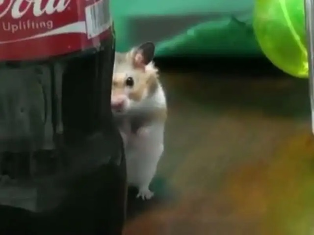 hamster meme 24 jpg