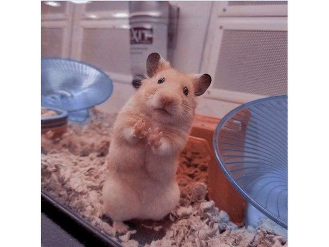 hamster meme 25 jpg