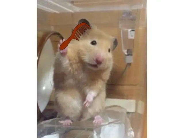 hamster meme 26 jpg