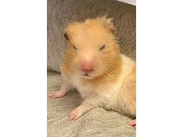 hamster meme 28 jpg